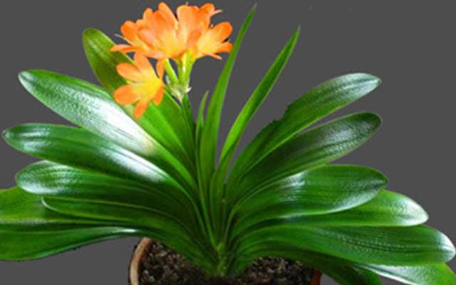 客廳適合養(yǎng)什么花和植物好風水
