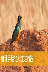 哪種手相的人注定有錢