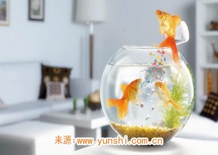 客廳擺什么物品招財(cái)又大氣