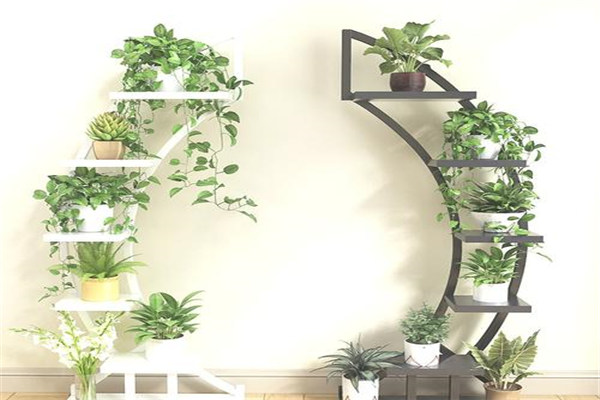 鎮(zhèn)宅招財(cái)旺人的植物