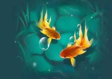 風(fēng)水魚(yú)養(yǎng)幾條好旺財(cái)