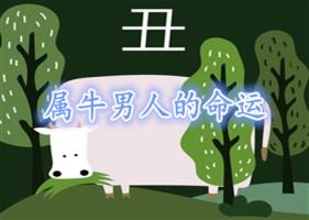 屬牛的男人命好不好-