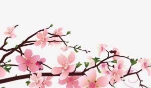 家中財位適合擺放什么植物 常綠植物招財富有生氣