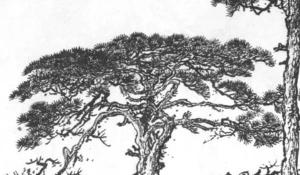 農(nóng)村房子后面適合種什么樹(shù) 遮陰效果好留住財(cái)運(yùn)