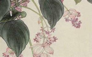 墻外桃花和墻內(nèi)桃花是什么意思  墻外桃花一定會出軌嗎