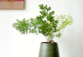 客廳最旺宅植物 客廳最旺宅的綠植
