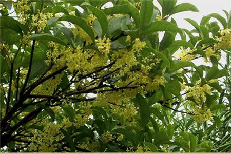 桂花樹鎮(zhèn)宅還是招鬼？