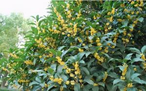 桂花樹栽在院子哪個(gè)位置好？