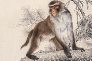 1992年是苦命猴還是富猴，十猴九苦是真的嗎？