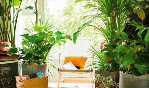 臥室適合養(yǎng)什么花和植物好風(fēng)水學(xué)