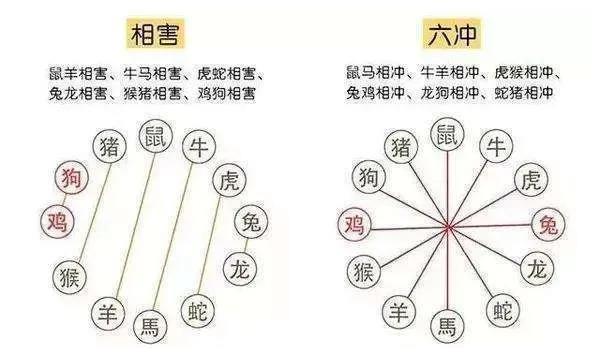 生肖相沖真的不能在一起嗎，怎么化解？