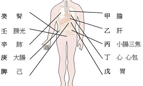 天干代表人身體的部位，十天干對(duì)應(yīng)身體各部位詳解！