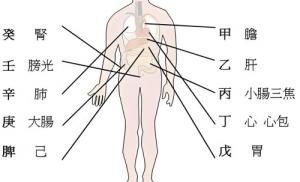 天干代表人身體的部位，十天干對應(yīng)身體各部位詳解！
