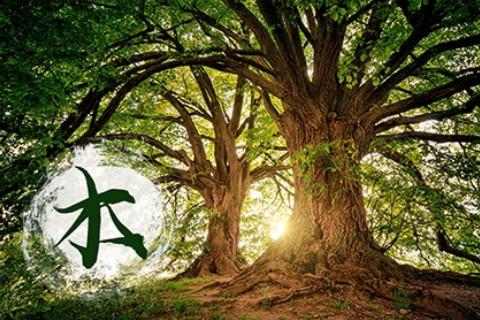 五行缺木怎么補的常規(guī)方式是什么？