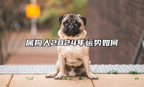 屬狗人2024年全年運(yùn)勢(shì)運(yùn)程，屬狗人2024年每月運(yùn)勢(shì)及運(yùn)程詳解！