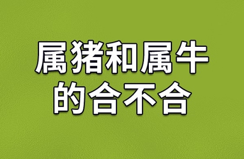 屬豬和屬牛的人合得來(lái)嗎