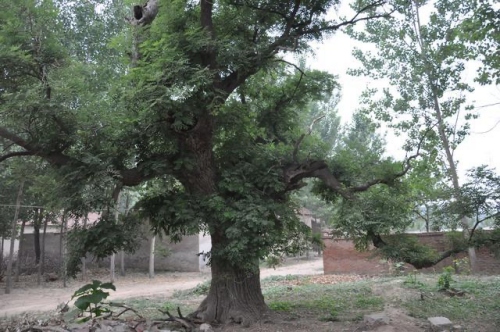 門前種什么樹(shù)風(fēng)水好又旺財(cái)