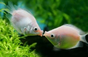 夢見魚是什么預兆 女性